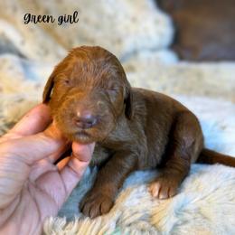 Green girl - Red  female Goldendoodle puppy in Valdese, North Carolina from Doodling All Day Goldendoodles