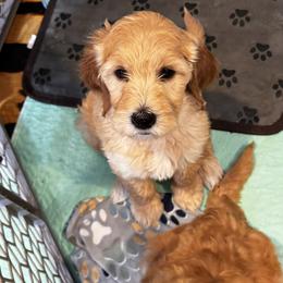 Goldendoodle Puppies from Dani’s Doodles