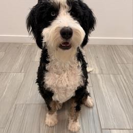 Charlotte - Bernedoodle