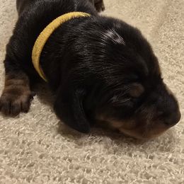 Chocolate Dapple girl - Chocolate female Dachshund puppy in Virginia City, Nevada from V.C. Weenies