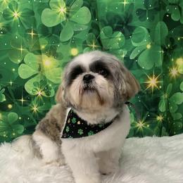 Rocky - Shih Tzu