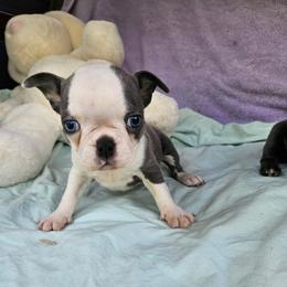 NANCY - Blue female Boston Terrier puppy in Anderson, South Carolina from Lola’s House of Bostons & Rescue