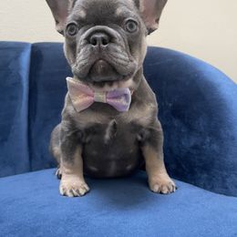 French Bulldog, Goldendoodle, Pomeranian, and Yorkshire Terrier Puppies from Dbos Furry Friends