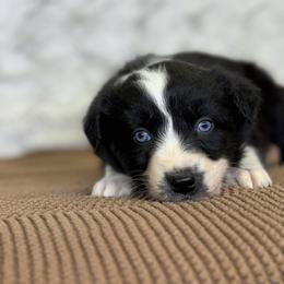 Casserole - Black & white female Australian Shepherd puppy in Argyle, Iowa from Country Time Kennels