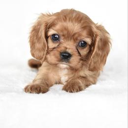 Ben - Ruby male Cavalier King Charles Spaniel puppy in Lawton, Oklahoma from Lindsey’s Cavies