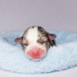 American Corgi and Pembroke Welsh Corgi Puppies from Whimsical Treasure Corgis