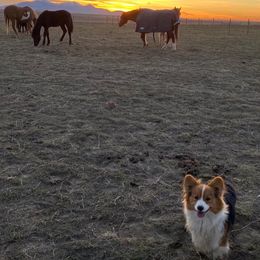 Pembroke Welsh Corgi All Grown Up from Big Sky Corgis