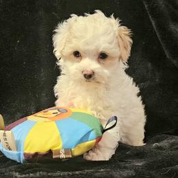 Maltipoo puppies from Doggies4you