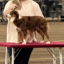 Foxie - Miniature Australian Shepherd