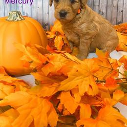 Goldendoodle Puppies from Zink Doodles