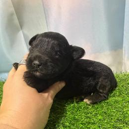 Gator - Black male Miniature Schnauzer puppy in Lufkin, Texas from C&K’s Schnauzer House