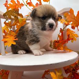Sweet Boy - Red male Pembroke Welsh Corgi puppy in Abingdon, Virginia from Em-K Kennels