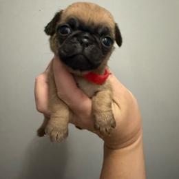 Alvin - Fawn male Pug puppy in Ludowici, Georgia from Royal Destiny Kennels