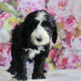 Clyde - Black and white male Sheepadoodle puppy in Lowry City, Missouri from Cooper Creek Puppies