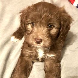 Aussiedoodle and Goldendoodle Puppies from cc's cuddly doodles LLC