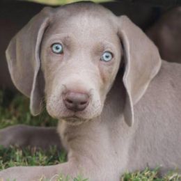 Weimaraners from Ashmore Weimaraner