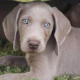 Weimaraners from Ashmore Weimaraner