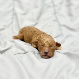 Poodle Puppies from Twindo Poodles