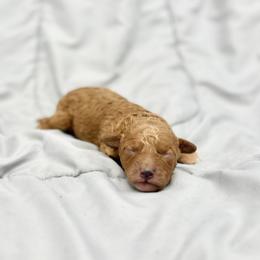Poodle Puppies from Twindo Poodles
