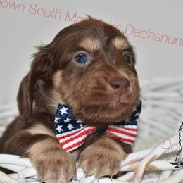 Large chocolate and cream - Chocolate and cream male Dachshund puppy in Seminary, Mississippi from Down South Mavericks Dachshunds