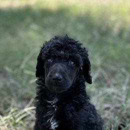 Poodle Puppies from Jaycee's Puppies