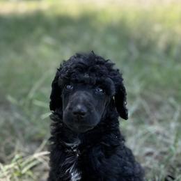 Poodle Puppies from Jaycee's Puppies