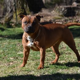 Staffordshire Bull Terrier All Grown Up from JetStaff Kennels
