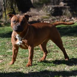 Staffordshire Bull Terrier All Grown Up from JetStaff Kennels