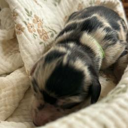 CKC Slider - Dapple male Dachshund puppy in Hartsville, Tennessee from B+B Co Miniature Dachshunds