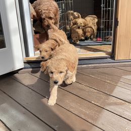 Goldendoodle Puppies from Puppies of the West