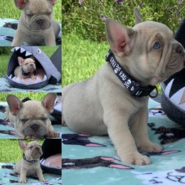 French Bulldog Puppies from Calypso Canine Company