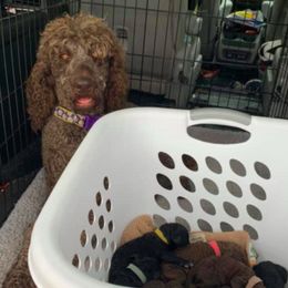 Goldendoodles and Poodles from Brugger’s Doodles and Poodles