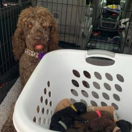Goldendoodles and Poodles from Brugger’s Doodles and Poodles