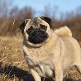 M&M - Pug