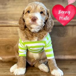 Benny - Caramel male Australian Labradoodle puppy in Citrus Heights, California from Elite Blend Labradoodles
