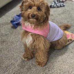 Cavapoo, Cockapoo, Goldendoodle, and Maltipoo Puppies from Perdue Puppies