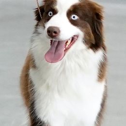 Aurora - Miniature American Shepherd