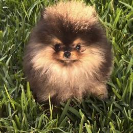 Pomeranian Puppies from Uniquepombabies