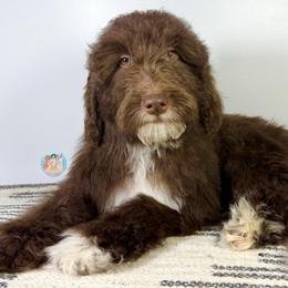 Hope - Chocolate female Double Doodle puppy in Southwest Ranches, Florida from Dandy Doodle Ranch