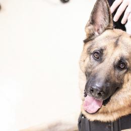 German Shepherd All Grown Up from Angel Oak German Shepherds