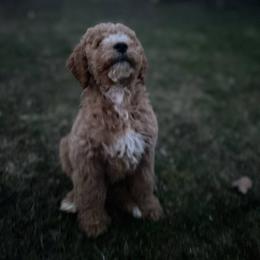 Goldendoodle Puppies from Hannah Mae Doodles
