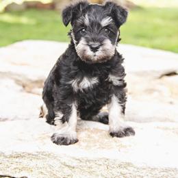 Girl 2 - Black and silver female Miniature Schnauzer puppy in Woodburn, Kentucky from Southern Kentucky Schnauzers