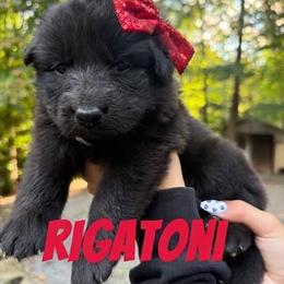 Rigatoni - Black female German Shepherd puppy in Fort Jennings, Ohio from Von Holtzapple German shepherds