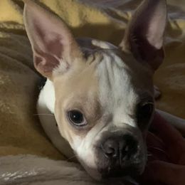 Boston Terriers from Whispering Willow Bouncing Boston Terriers
