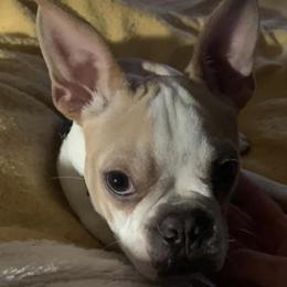 Boston Terriers from Whispering Willow Bouncing Boston Terriers