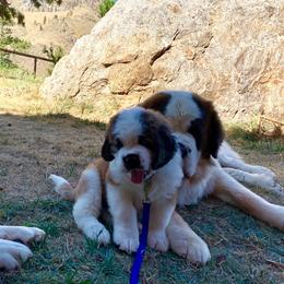 Saint Bernard Puppies from Thunder Keg St. Bernards