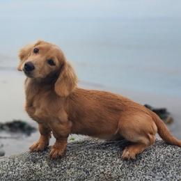 Dachshund puppies from Haus of Wiener Schnitzel