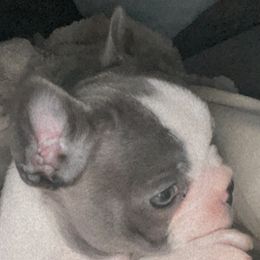 French Bulldog Puppies from Steel city Frenchy’s