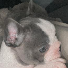French Bulldog Puppies from Steel city Frenchy’s