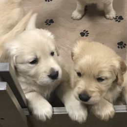Golden Retriever Puppies from Snow Creek Goldens